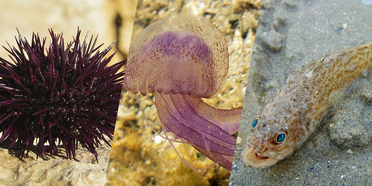 Jellyfish, sea urchins, weever fish : a short practical guide to treating injuries