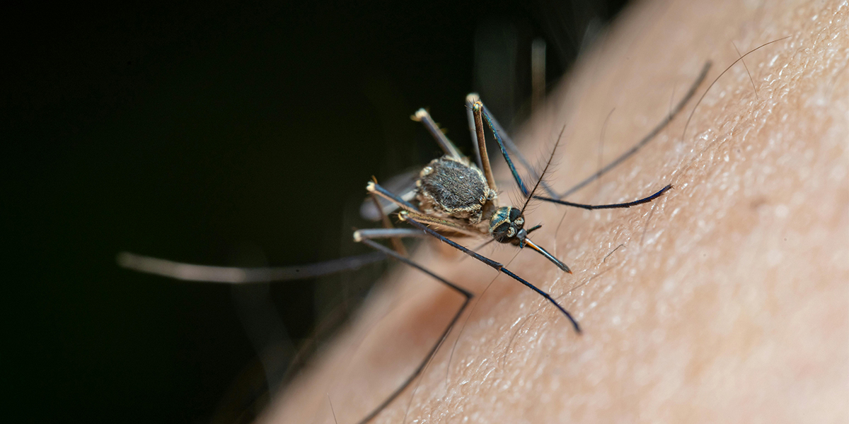 Moustiques : la Principauté anticipe les risques sanitaires