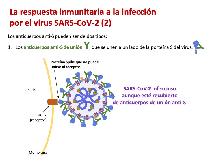 serology
